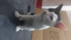 Adult cat